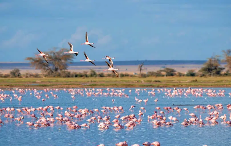 what-to-do-camargue-9